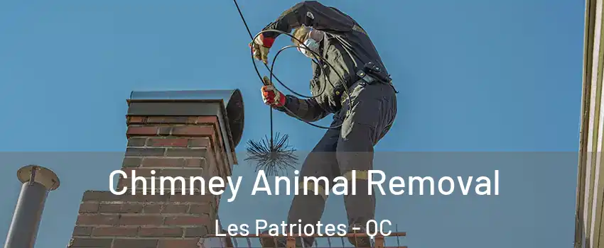  Chimney Animal Removal Les Patriotes - QC