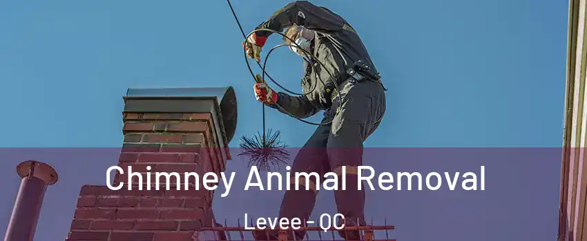  Chimney Animal Removal Levee - QC