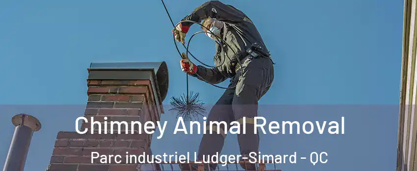  Chimney Animal Removal Parc industriel Ludger-Simard - QC