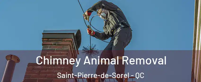  Chimney Animal Removal Saint-Pierre-de-Sorel - QC
