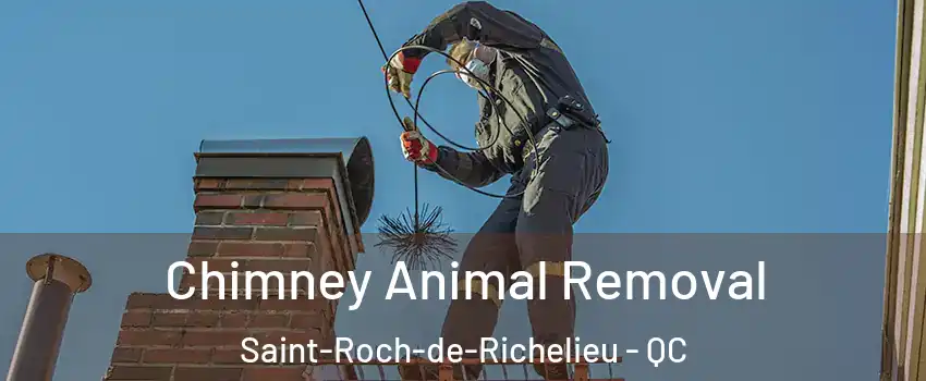  Chimney Animal Removal Saint-Roch-de-Richelieu - QC