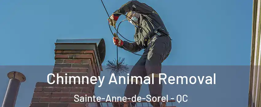  Chimney Animal Removal Sainte-Anne-de-Sorel - QC