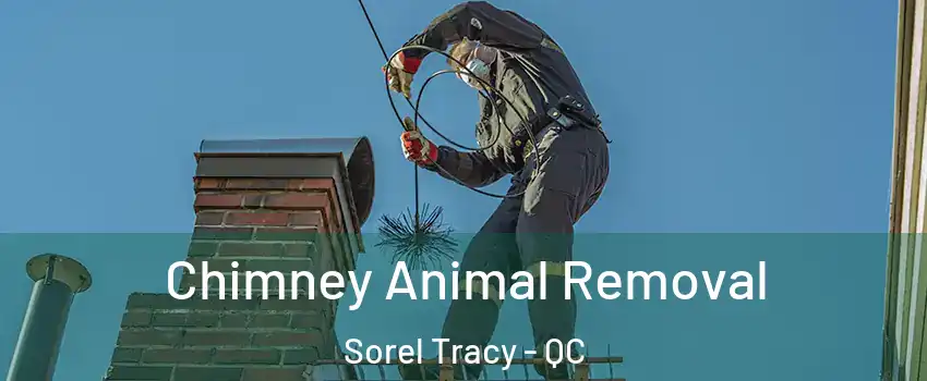  Chimney Animal Removal Sorel Tracy - QC