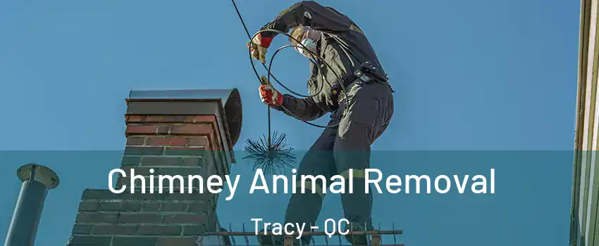  Chimney Animal Removal Tracy - QC
