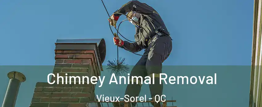  Chimney Animal Removal Vieux-Sorel - QC